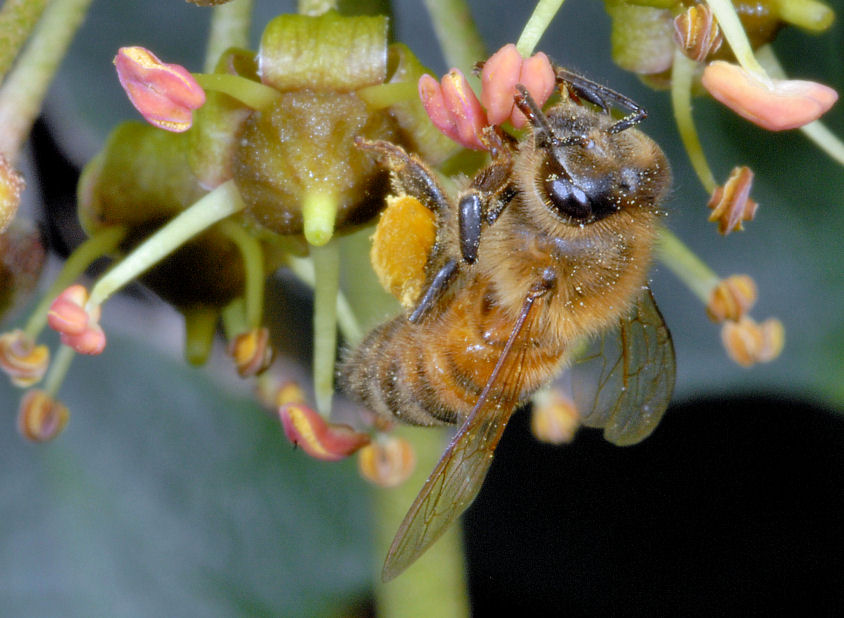 Le mie amiche api, sirfide e mosca